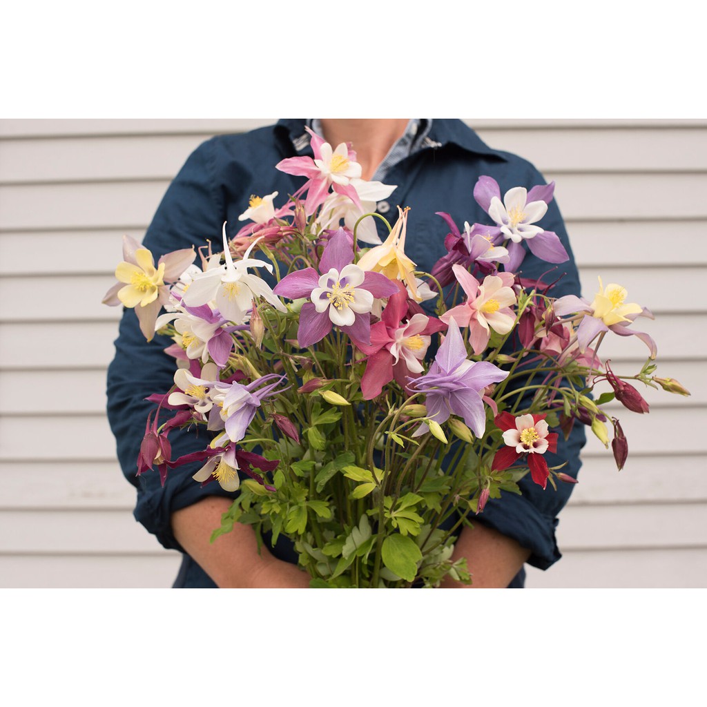 Benih Bibit Biji - Sweet Columbine Aquilegia McKana Giant Mixed (Aquilegia caerulea) Seeds - IMPORT