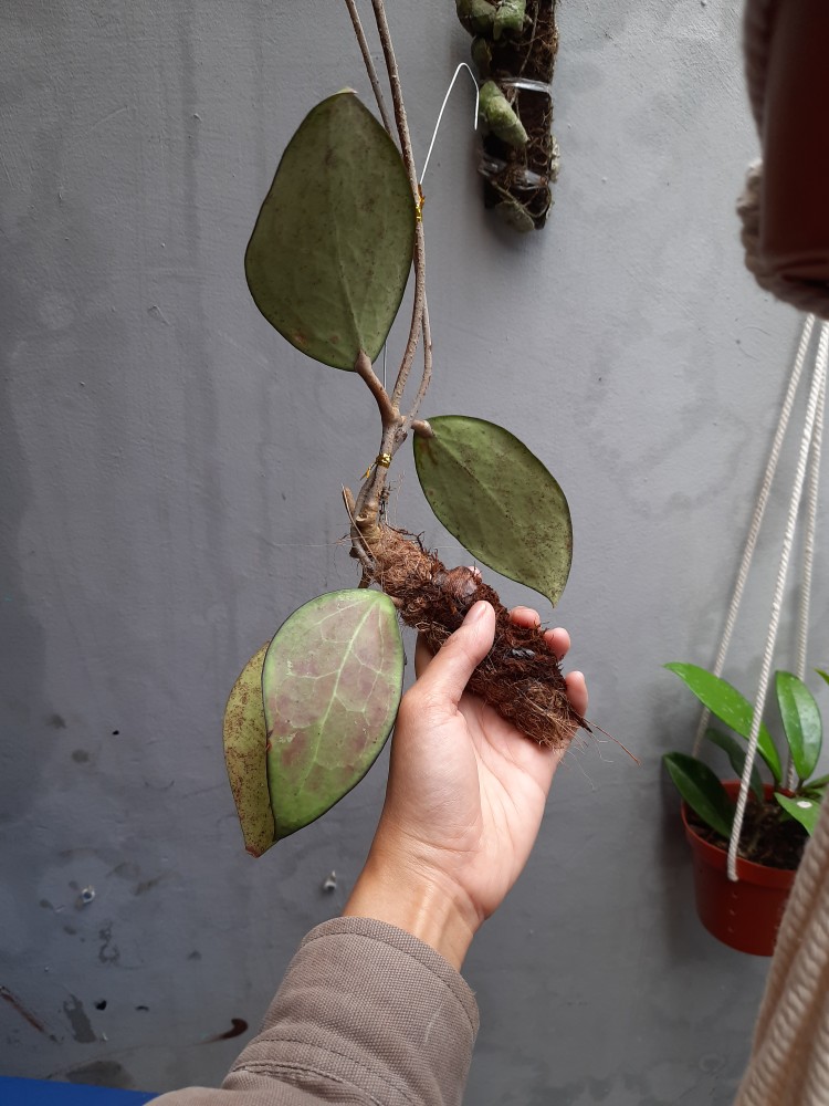 Hoya Verticilata