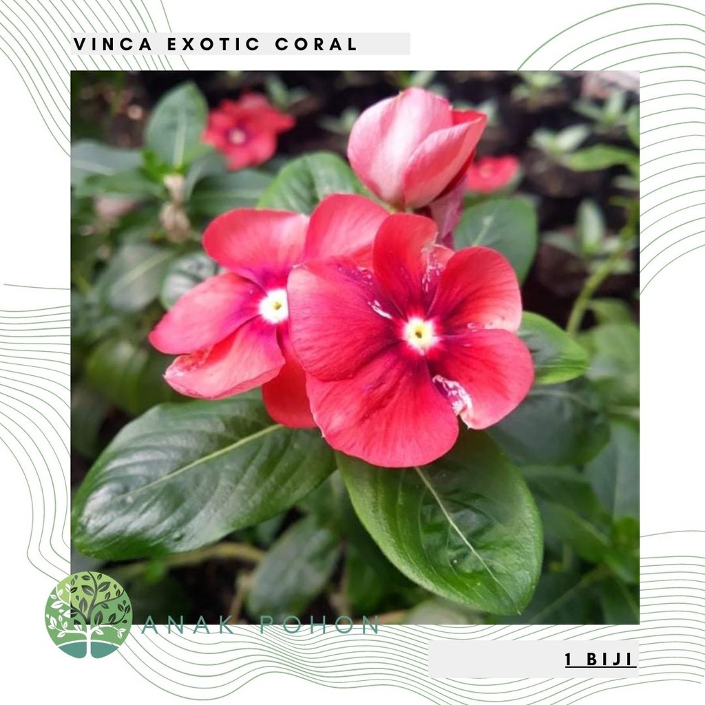 Benih Bibit Biji - Bunga Vinca Exotic Coral Flower Seeds