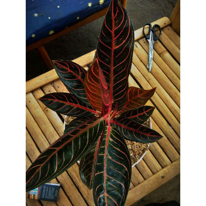 Aglonema redSumatra