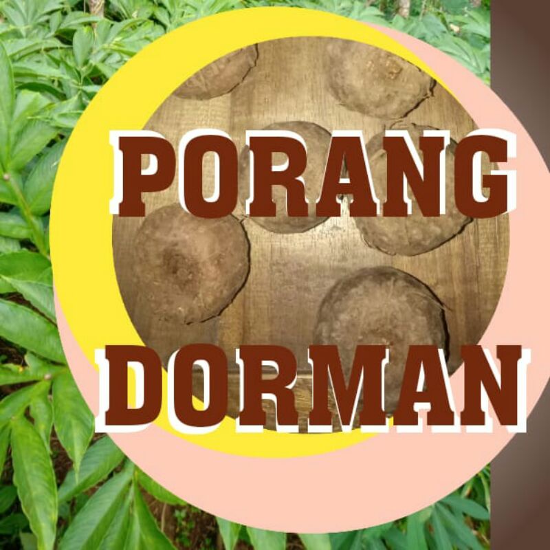UMBI PORANG Dorman 1 KG isi 5 s/d 40