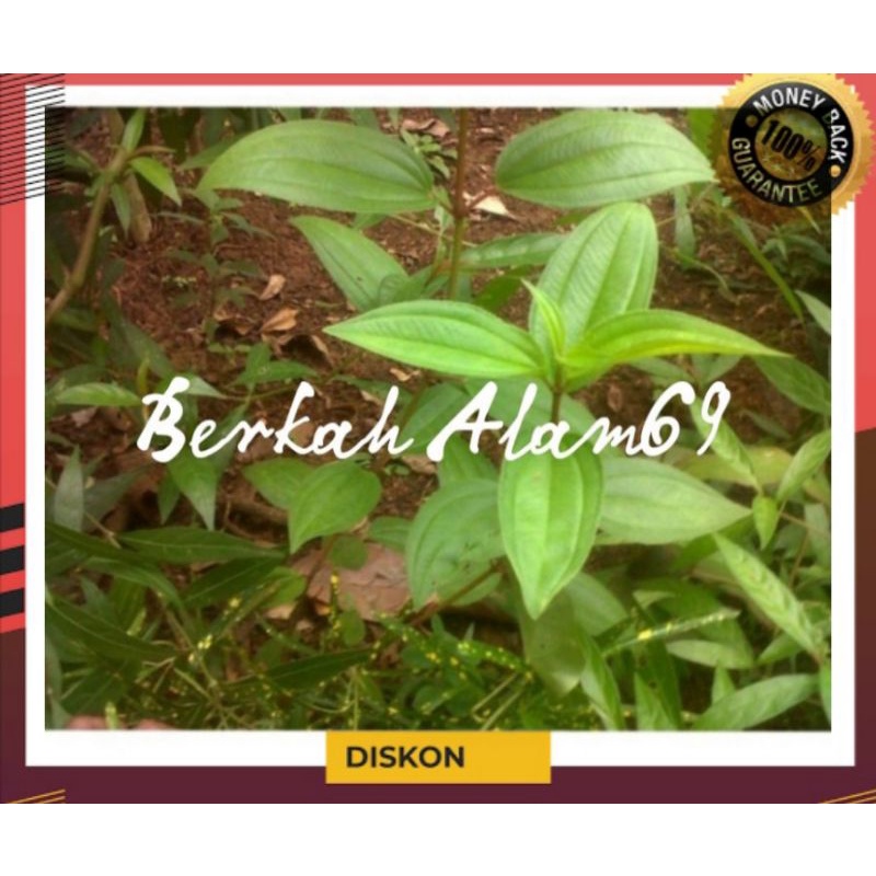 

Daun Senggani Segar 200gr murah