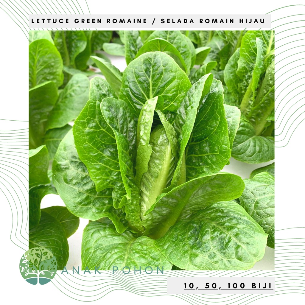 Benih Bibit Biji - Selada Green Romaine Balloon / Romain Hijau / Cos Lettuce Paris Island F1 Hibrida Seeds - Panen Dalam 35 Hari