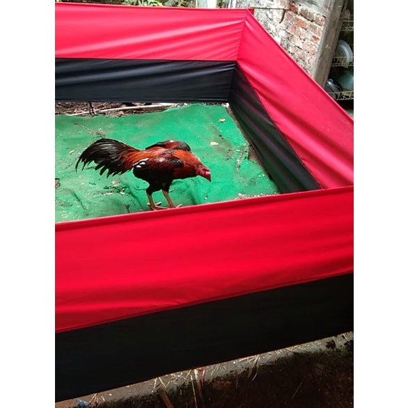 arena ayam aduan/geber ayam aduan