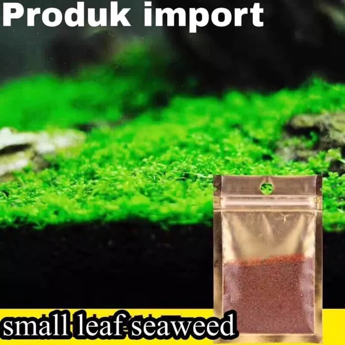 Tanaman Aquascape Bibit Carpet Seed Bibit Small Leaf Seaweed