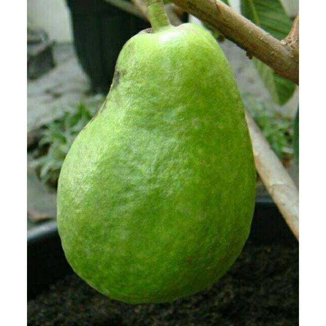 Bibit Tanaman Buah Jambu Pir Pear
