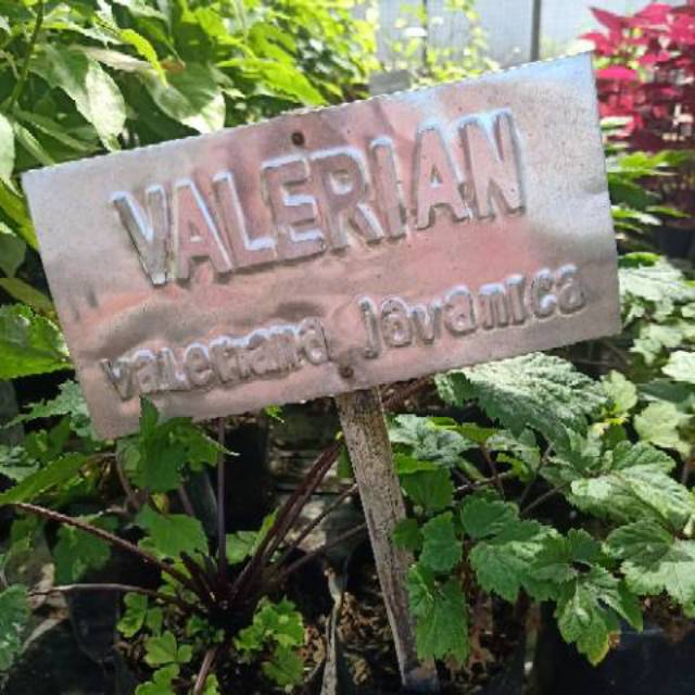 bibit purwoceng hutan