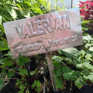 Bibit Tanaman Herbal Amis Amisan Shopee Indonesia