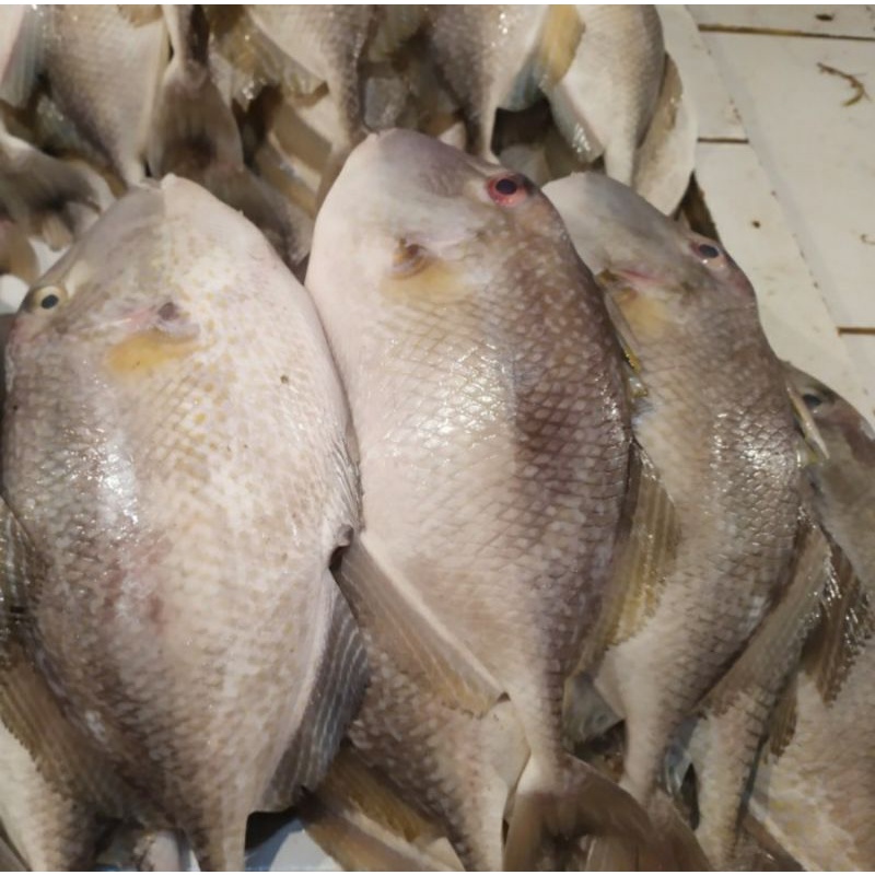

Ikan Etong / Ikan Jebong / Ikan Ayam / Ikan Kambing Fresh 1.0kg