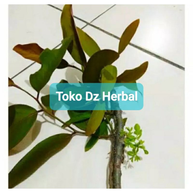 

Paket 500 gram benalu kelor segar petik langsung-az