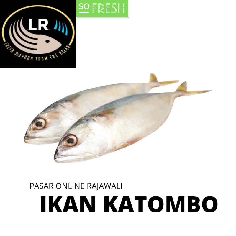 

IKAN KATOMBO