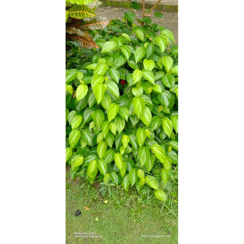 

Daun sirih