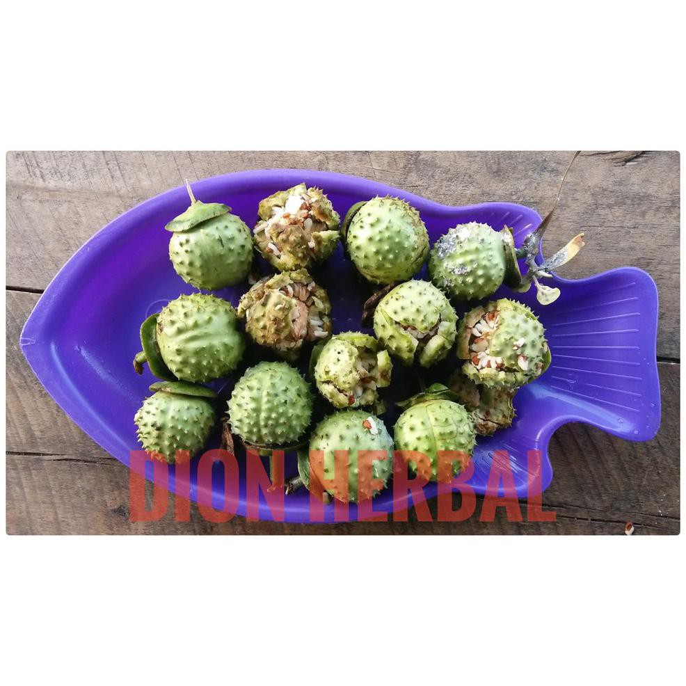 Product Buah Kecubung Wulung Segar I32