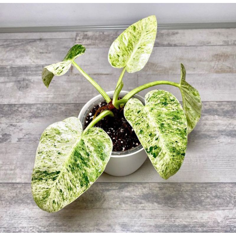 tanaman philodendron giganteum marble varigata