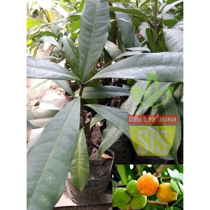 BIBIT BUAH LANGKA MUNDU JUMBO NEW