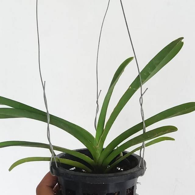 Anggrek Vanda Remaja