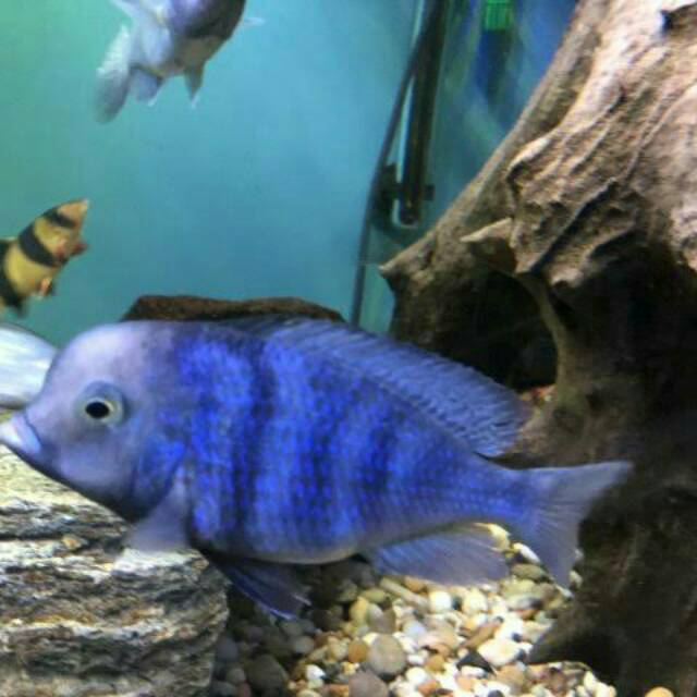 Blue Moorii Balloon Dolphin Haplochromis Mori Cichlid