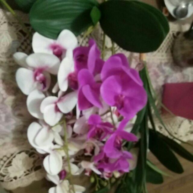 (cod)anggrek Lateks Real Touch