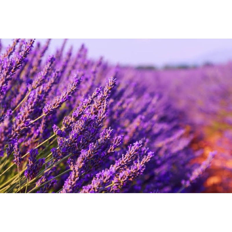 Le Reve Refill Reed Diffuser (include Reed Sticks)-Lavender