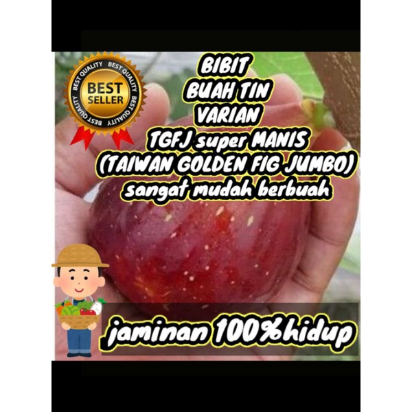 Bibit buah tin taiwan golden fig jumbo super manis