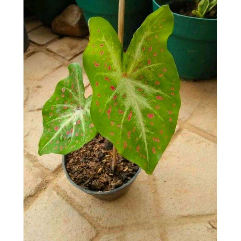 

Caladium bercak darah