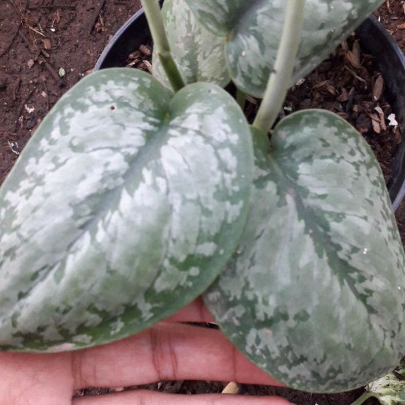 Scindapsus Silver Splash