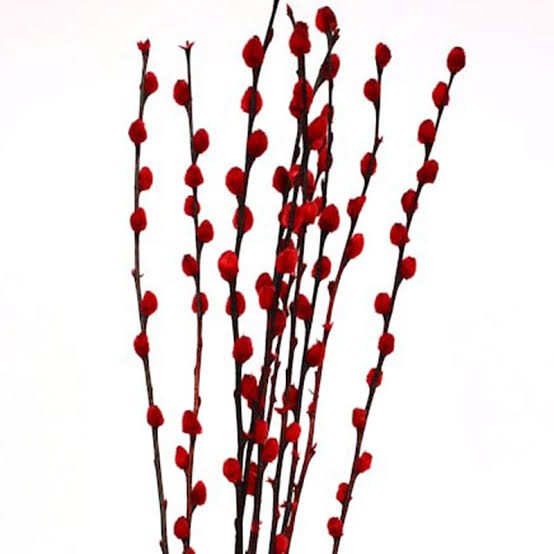 

★Best Seller★ Pussy willow/ Hiasan Imlek/ Bunga Imlek