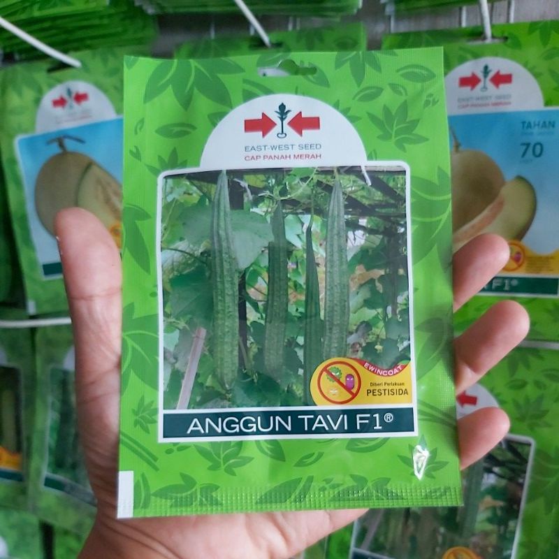 Benih Oyong ANGGUN TAVI isi 20 Biji