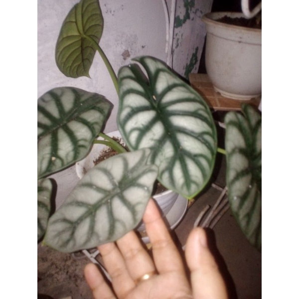 KELADI TENGKORAK SILVER