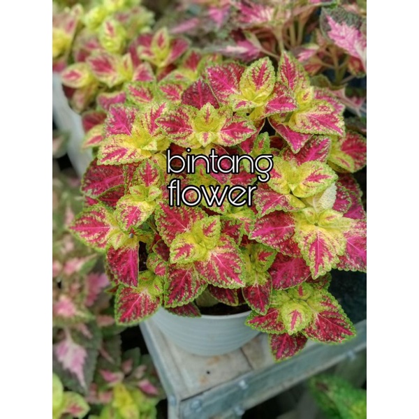 tanaman bunga miana premium id jantung hati