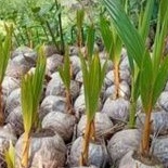 

Bibit Kelapa Kopyor Genjah Asli Pati