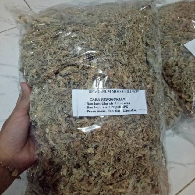 Media anggrek bulan Mos putih atau Spaghnum moss 200gr