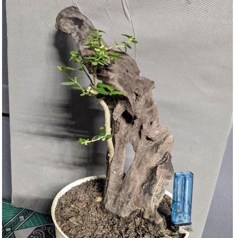 bahan bonsai sancang tanuki sesuai gambar