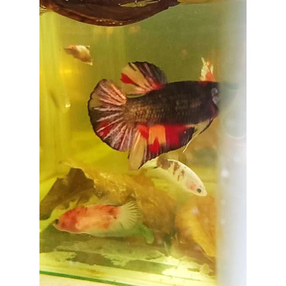 Ikan cupang plakat Nemo Cooper