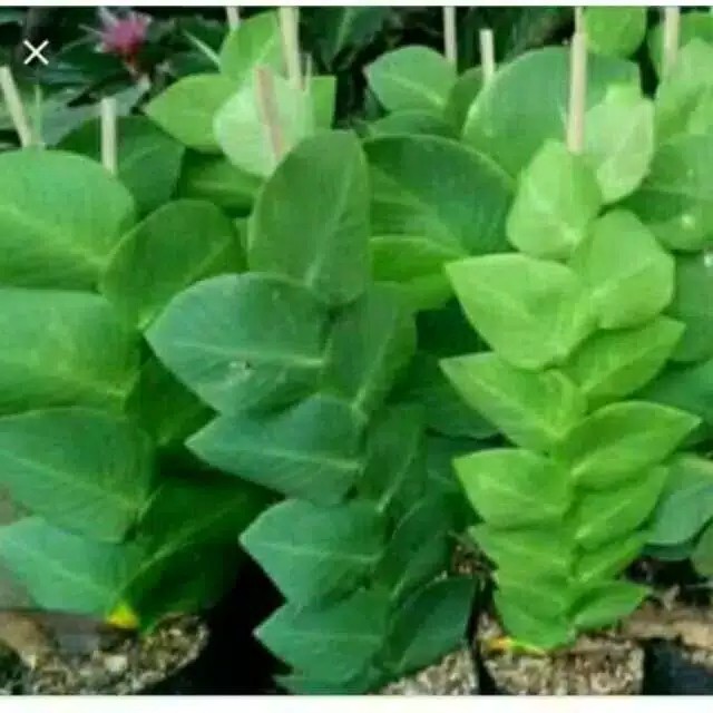 TANAMAN HIAS DOLAR DAUN BESAR / POHON HIAS DOLAR DAUN BESAR / TANAMAN DOLAR DAUN BESAR