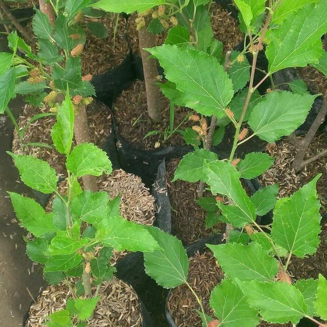 Sale Bibit Buah Mulberry/Pohon Buah Mulberry Terbaru
