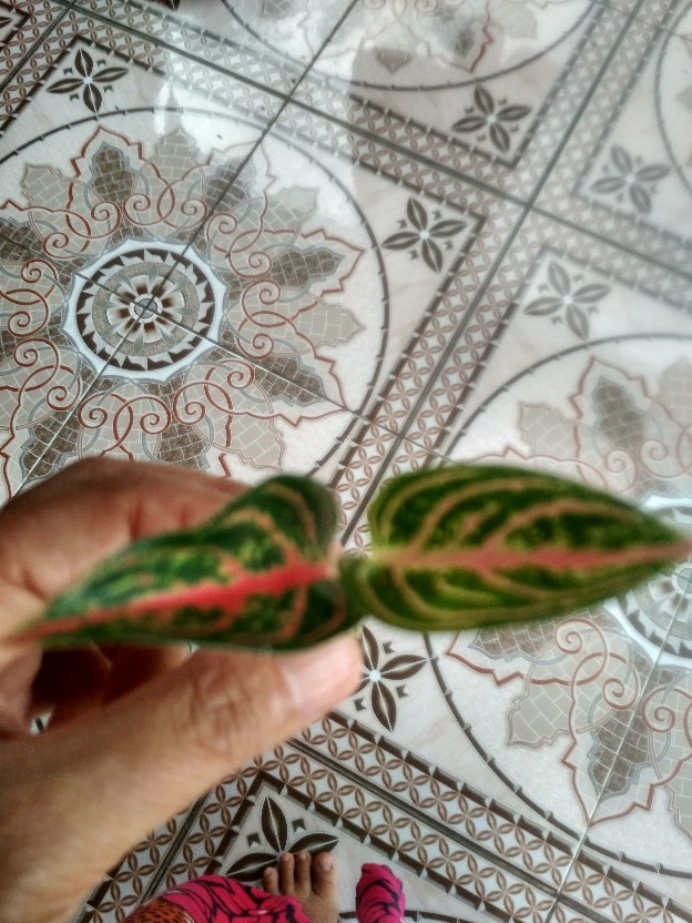 Bibit Aglonema Legacy Mangkok 2-3 Daun