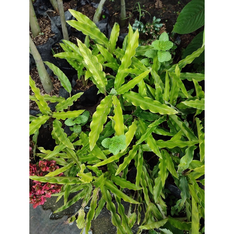 Tanaman Calathea Bambu Tanaman Hias Calathe Rufibarba Calathea Murah daun Segar