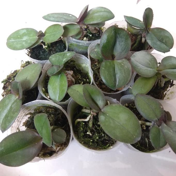 Favorit] Paket Anggrek Murah 10 Seedling Anggrek Bulan