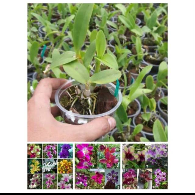 Sedling anggrek dendrobium/bibit anggrek dendrobium