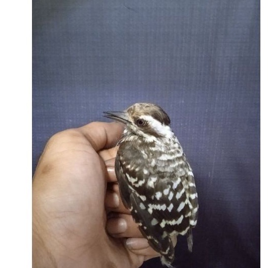 Caladi beras / Kaladi beras