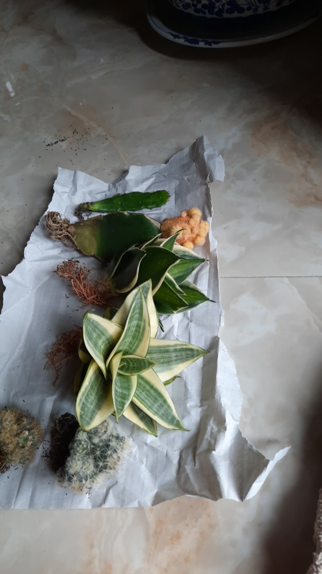 Sensivera pagoda  Var