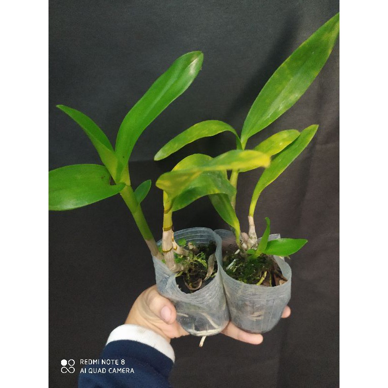 anggrek remaja dendrobium afkir