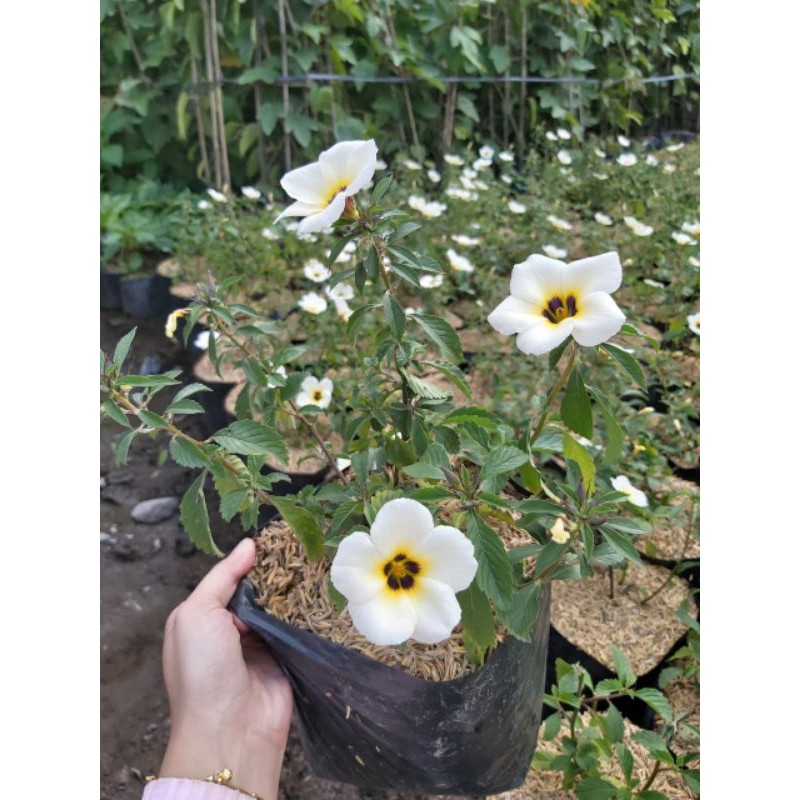 Tanaman Bunga Yolanda