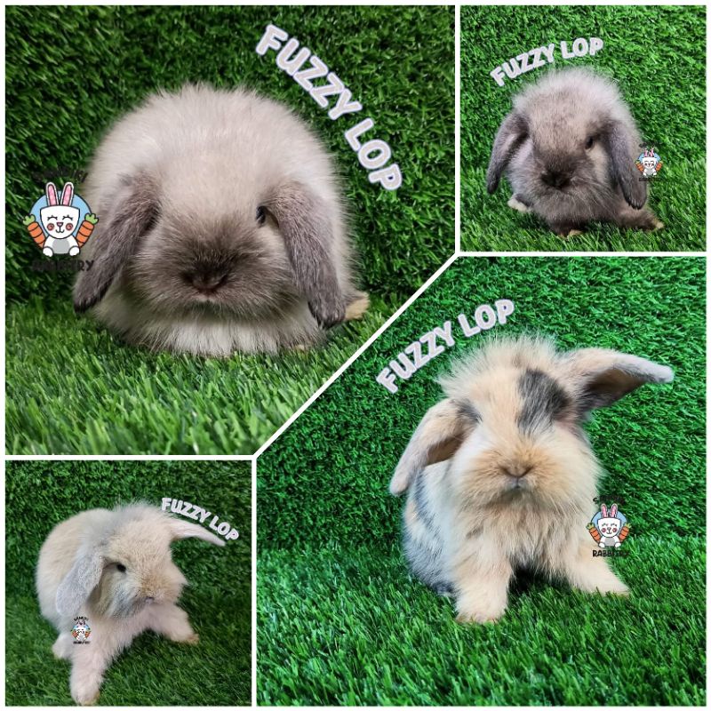 kelinci hias murah surabaya fuzzy-kelinci anakan Fuzzylop-FL fuzzylop FREE PELET