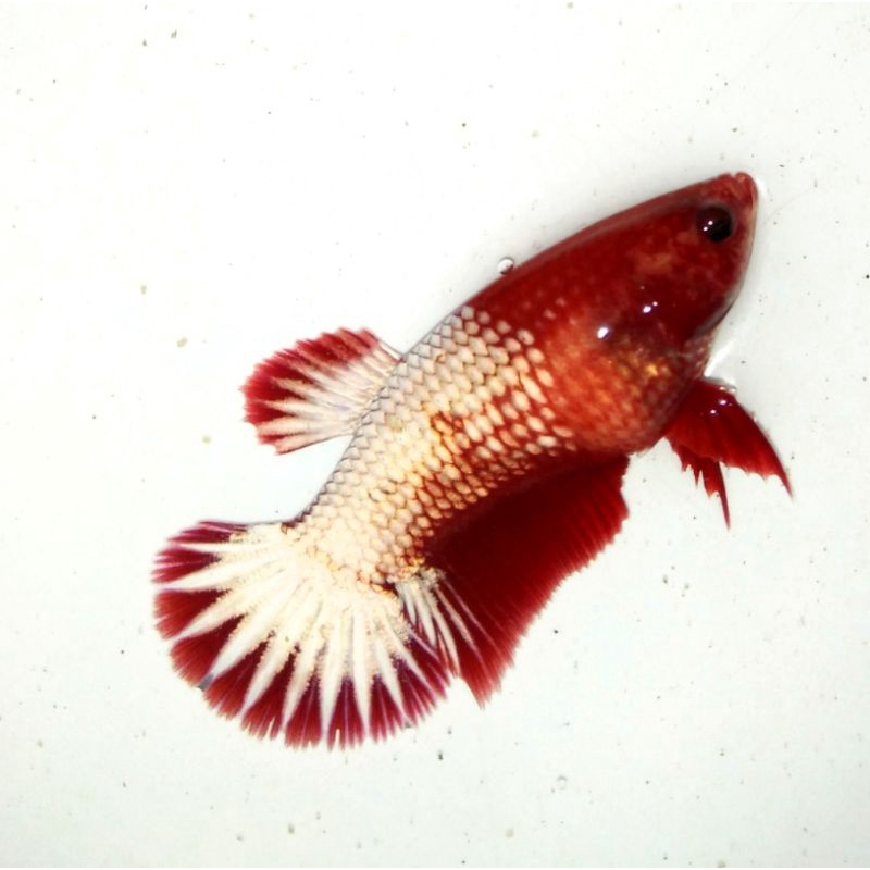 female fccp red head