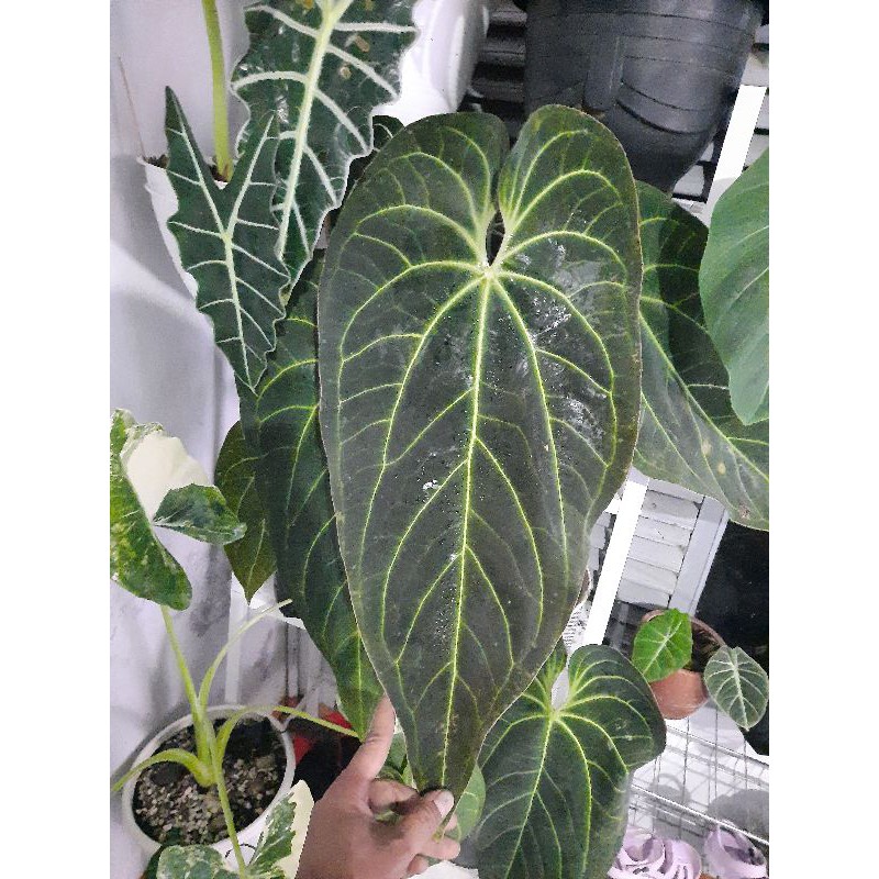 

magnificum norte dark form