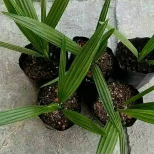 Bibit tanaman kurma azwa