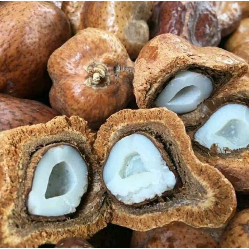 

Buah Zuriat