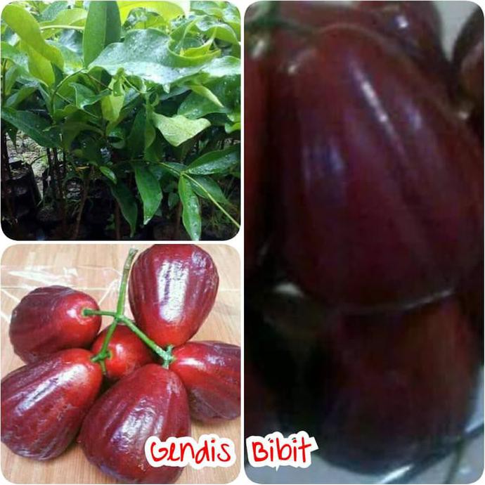 Bibit Buah Bibit Jambu Air Black Diamond